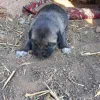 سگ پژدر|سگ|لاجان, |دیوار