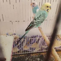 جفت مرغ عشق رنگین کمانی معاوضه