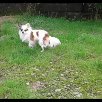 chihuahua شیواوا شیهواهوا چیواوا شی واوا شی هواهوا