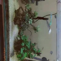 فروش اکواریوم|ماهی|بندر ماهشهر, |دیوار