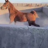 کره مادیون عرب یکسر وارداتی