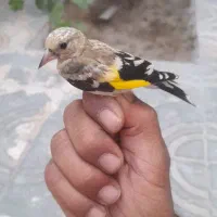 سهره شهرکرد|پرنده|فریدونشهر, |دیوار