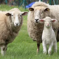 گوسفندان اورگانیگ