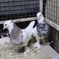 کبوترطوقی پایر قیمت مقطوع ۲میلیون