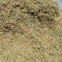 آویشن باریک