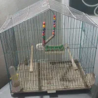 قفس پرنده|لوازم جانبی حیوانات|مشگین شهر, |دیوار