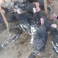 تعداد بوقلمون داشتی و گوشتی سالم|حیوانات مزرعه|سیروان, |دیوار