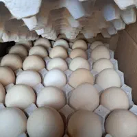 تخم مرغ بومی