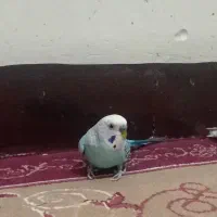 مرغ عشق|پرنده|دوگنبدان, |دیوار