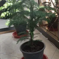 گلدان های گل