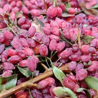 زرشک تازه خراسان جنوبی|خوردنی و آشامیدنی|پاکدشت, پاکدشت (مامازند)|دیوار