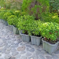 گل های تکی و چندتایی|گل و گیاه طبیعی|کلاچای, |دیوار