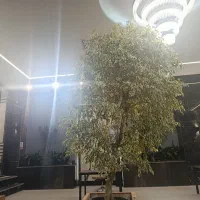 جذب کارشناس خانم املاک انسجام