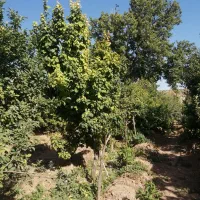 باغ-حاشیه-کارخانه-البرز-گنج-قارون