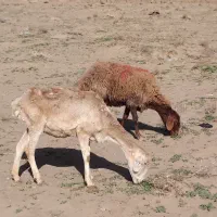 2میش استاق     و     2بزغاله یک نر یک ماده