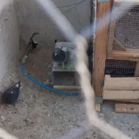 بوم کبوتر پر|پرنده|بروجن, |دیوار