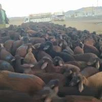 میش.و بره درجه یک یا بره نرو ماده سبک