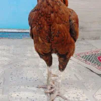 خروس|حیوانات مزرعه|خاوه, |دیوار