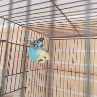 مرغ عشق پروانه ای جفت دوگل کاکلی نیمه دستی