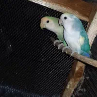 طوطی برزیلی|پرنده|ریز, |دیوار