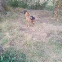 سگ ژرمن نر|سگ|جیرفت, |دیوار