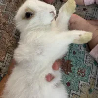 خرگوش دورگه لوپ|موش و خرگوش|مشهد, کشف|دیوار