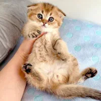 پرشیت مو بلند گرید A+|گربه|ایلام, |دیوار