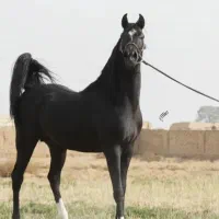 پانسیون اسب