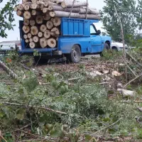 خریدار چوب باغی و جنگلی با بهترین قیمت|خدمات باغبانی و درختکاری|تنکابن, |دیوار