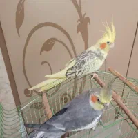 فروش و معاوضه سه عدد عروس هلندی