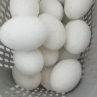 تخم غاز نطفه دار و خوراکی