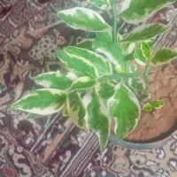 گل خانگی