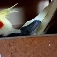 عروس هلندی خانگی دوکت|پرنده|اصفهان, جاوان|دیوار