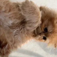 واگذاری‌ توله گربه پرشین