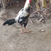 لوازم فروشی .کدوک|ظروف پختوپز|ایرانشهر, |دیوار