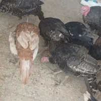 جوجه بوقلمون ۳ماهه