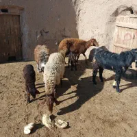 میش بره دار|حیوانات مزرعه|نیشابور, مازول|دیوار