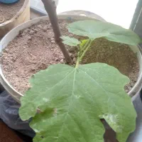 نهال انجیر و گردو