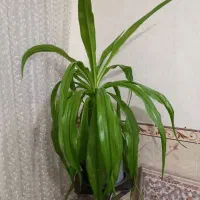 گل طبیعی