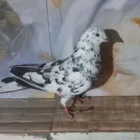 کبوتر پرشی|پرنده|نیر (اردبیل), |دیوار