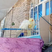 جفت عروس لوتینیو در حمیدیه