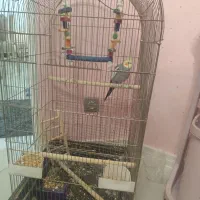 عروس هلندی نر