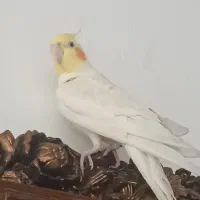 عروس هلندی نر