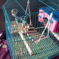 فروش کوتوله برزیلی