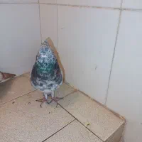 سور سبز کلاهی