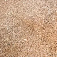 گندم آبی|عمده‌فروشی|خنداب, |دیوار