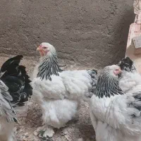 تخم برهما بلک|حیوانات مزرعه|تهران, ترمینال جنوب|دیوار