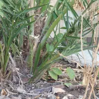 پاجوش نخل از نوع بریم