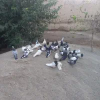 کبوتر فروشی حدود.    ۶۰الی ۷۰