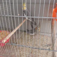 جفت عروس هلندی خاکستری|پرنده|بم, |دیوار